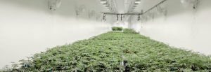 DHS Cannabis Cultivation