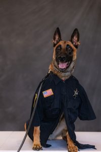 K9 Siren Professional Photo Shoot