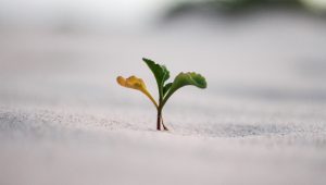 A green seedling sprouts from sand.