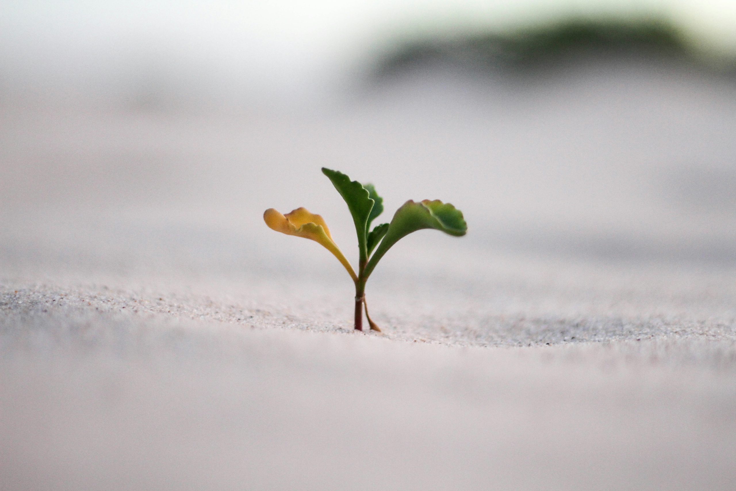 A green seedling sprouts from sand.