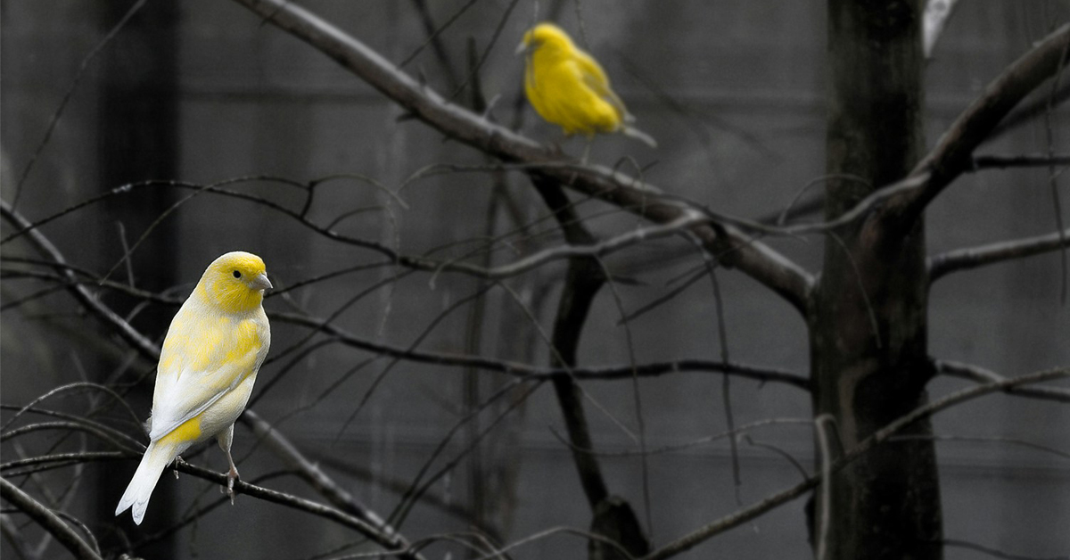 Two yellow birds perch on the branches of a leafless tree. One bird is in the foreground and the other is in the background.