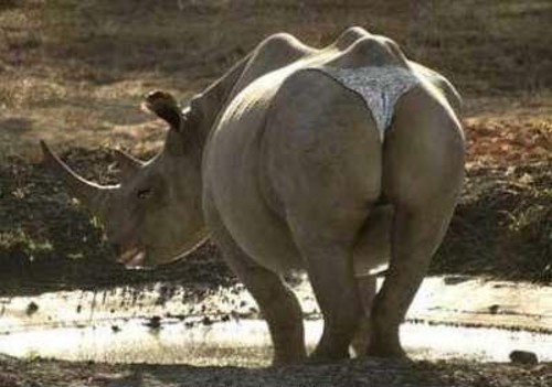 Funny-Animals-And-Their-Butts-14 - ELGL Funny-Animals-And-Their-Butts-14 - ELGL