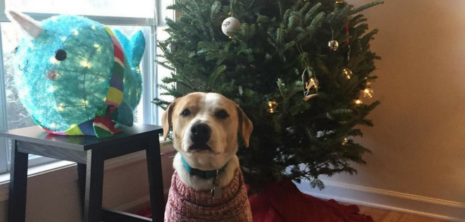 Buon Natale Youtube Nat King Cole.Kittelson S Corner City Life Christmas Dog Elgl