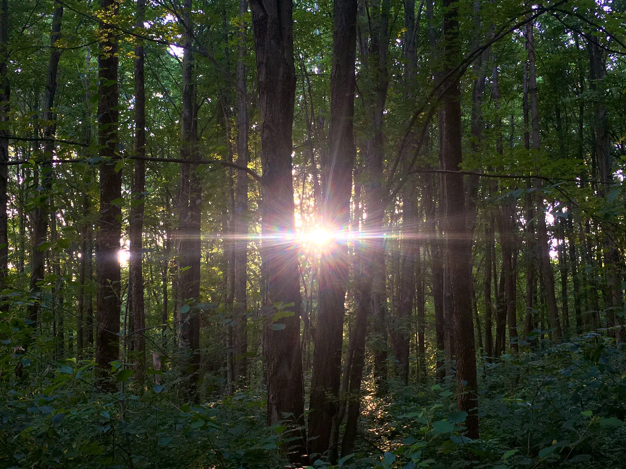 Sunset in the Woods