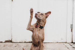 Dog raising hand