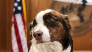 Cute dog from City of Boulder