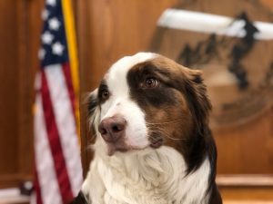 Cute dog from City of Boulder