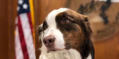 Cute dog from City of Boulder