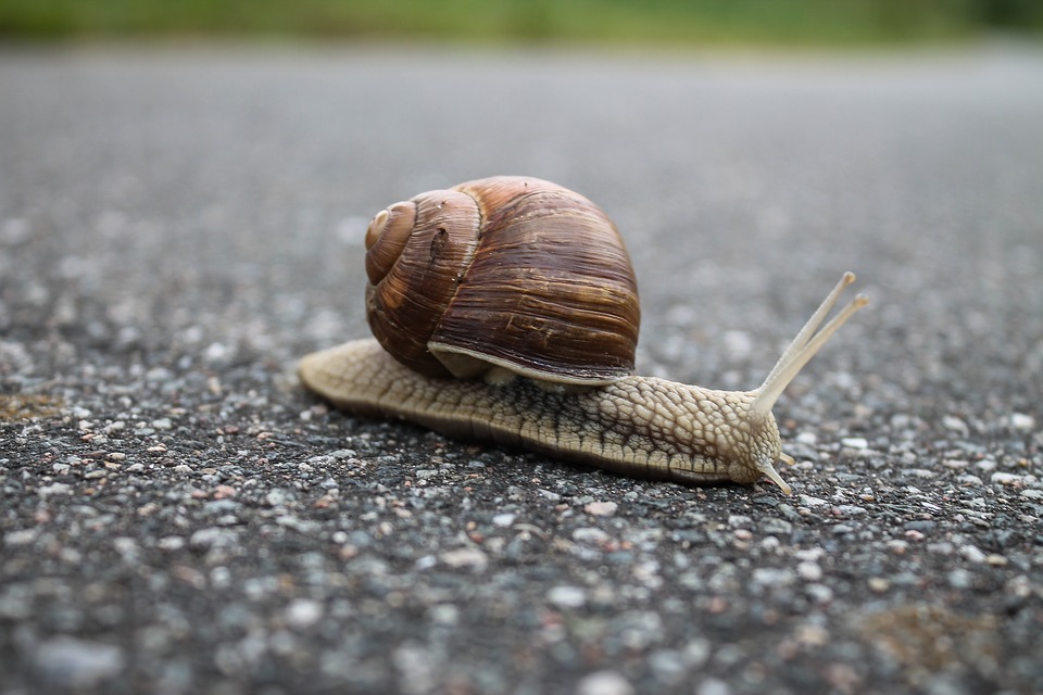 snail