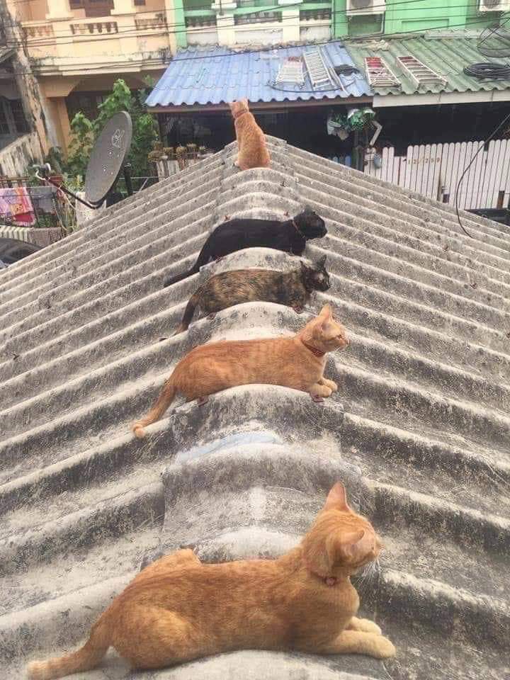 Cats on a rooftop