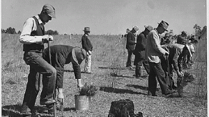 Dust Bowl Tree Planting