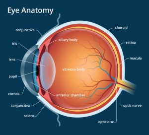 eyeball anatomy