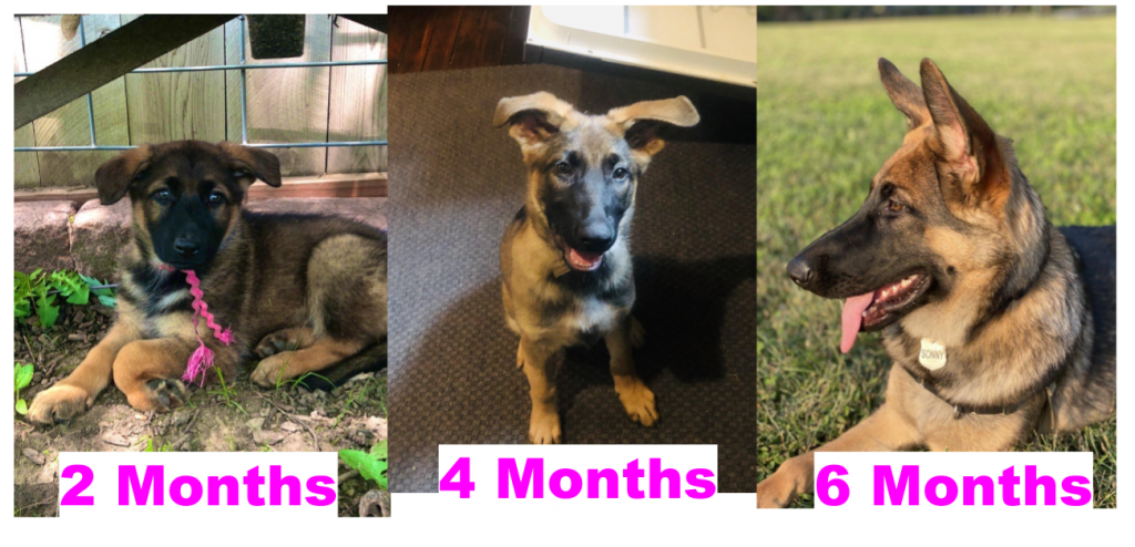 A german shepherd puppy at 2, 4 and 6 months