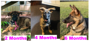 A german shepherd puppy at 2, 4 and 6 months