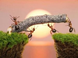 Ants Make Bridges