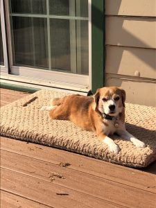 sunbathing dog