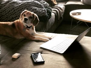 Doggie work-from-home