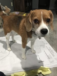 puppy on plans