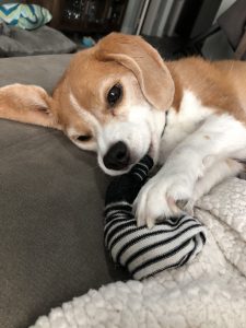 dog socks