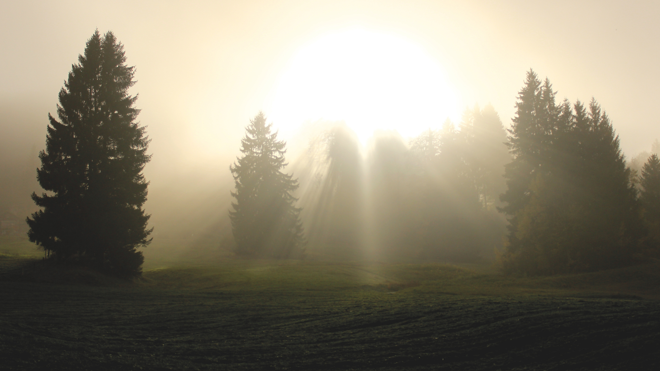 Pictures of sun coming through trees