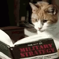 Cat reading a book
