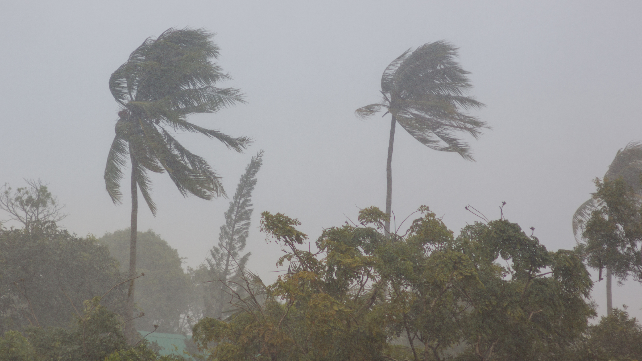 Palm Trees waving in storm