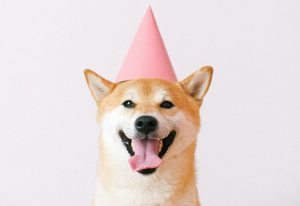 dog wearing a party hat