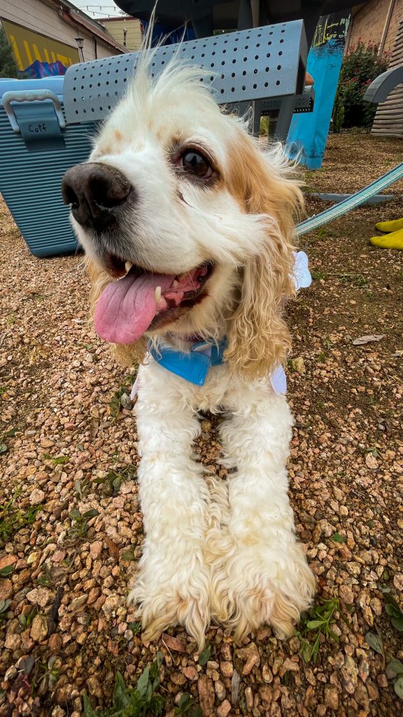 Pflugerville Pet Pride Parade