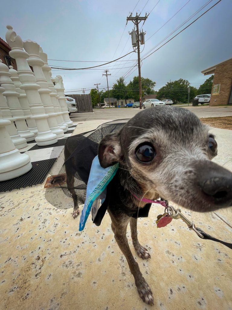 Pflugerville Pet Pride Parade