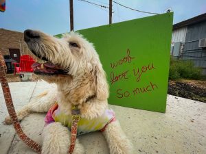 Pflugerville Pet Pride Parade