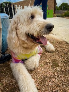 Pflugerville Pet Pride Parade