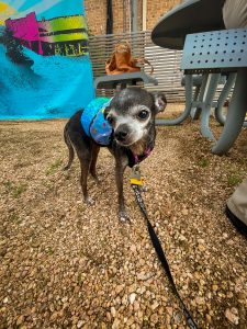 Pflugerville Pet Pride Parade