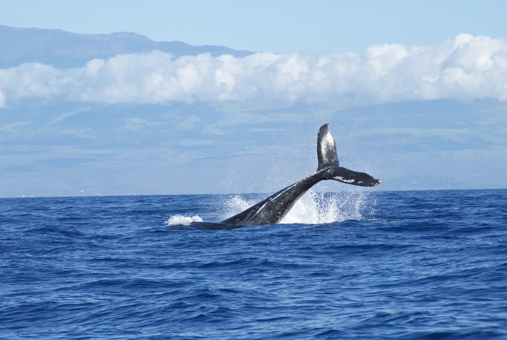 whale splash