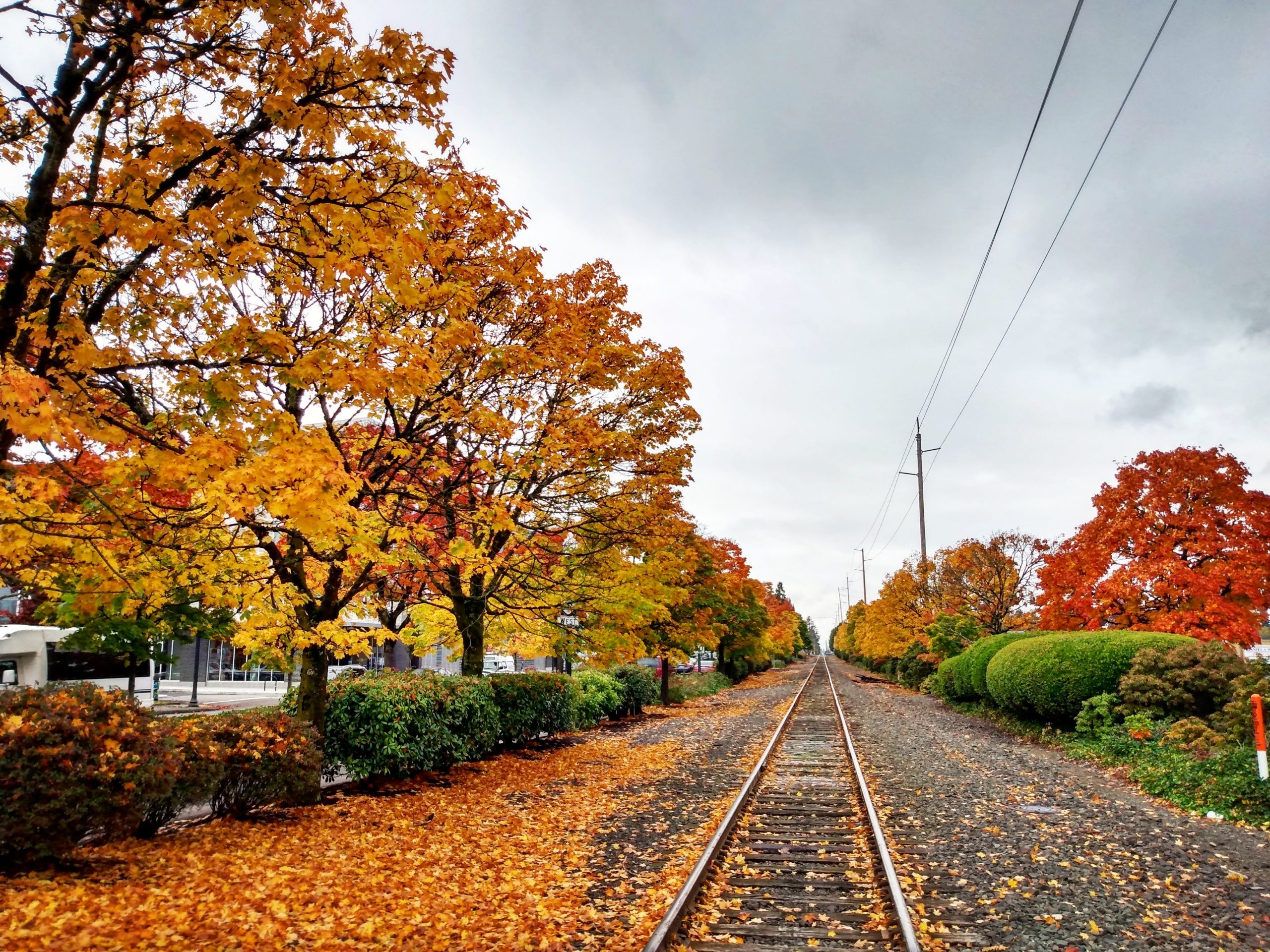 Trees and railroad tracks in the fall