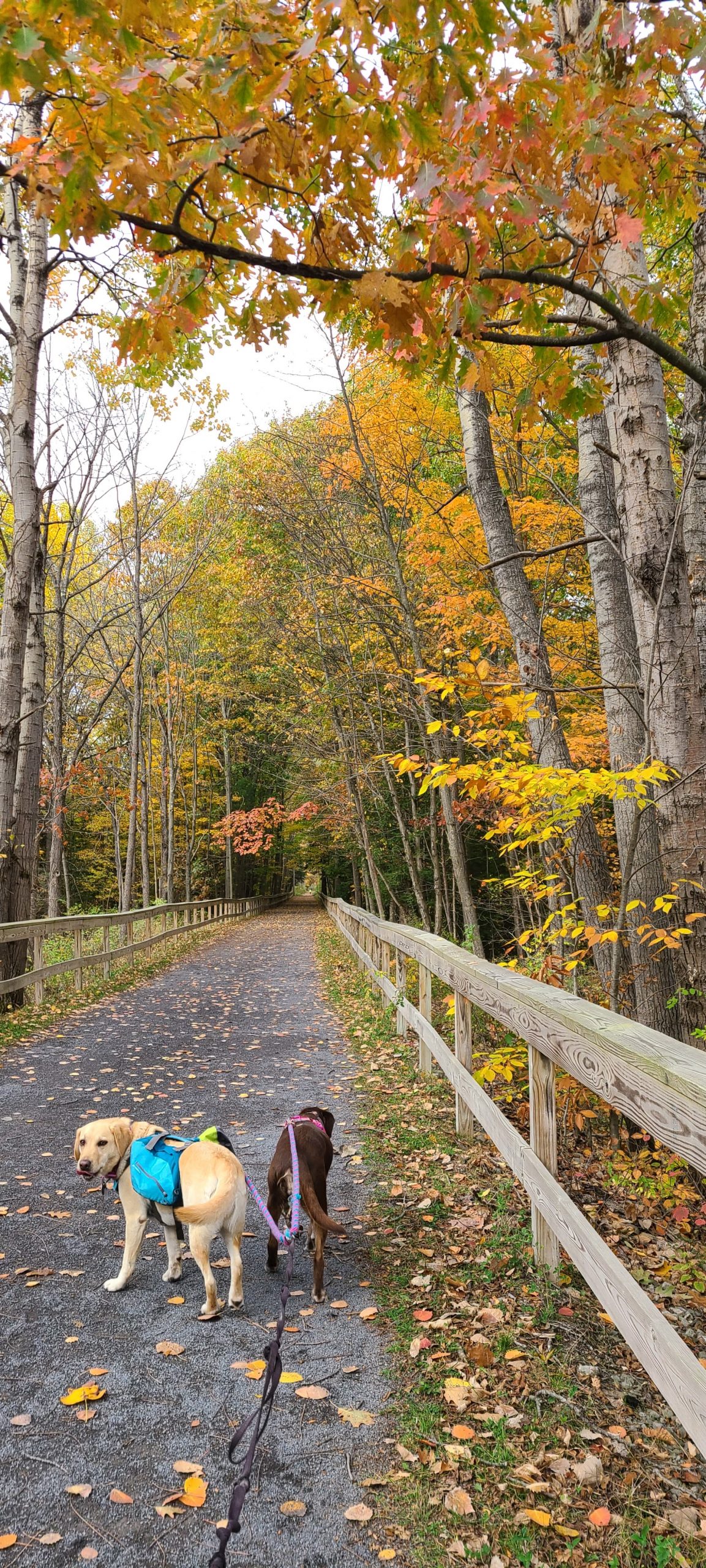 Two dogs are on a trail with autumn leaves.