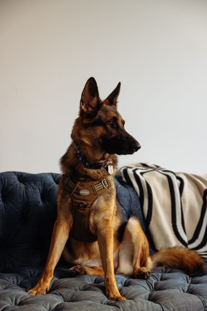 A beautiful German Shepard in a photo studio