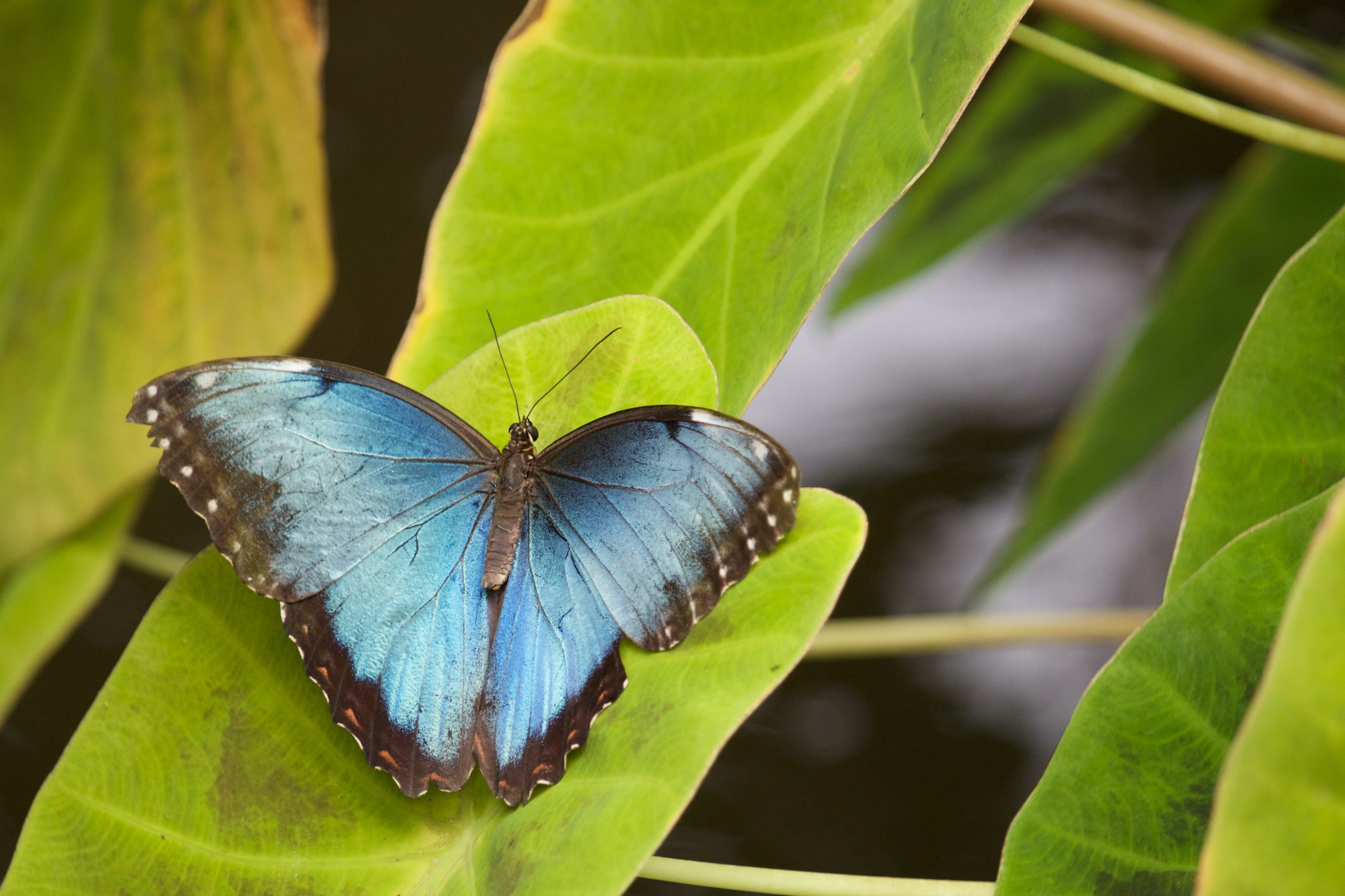 A butterfly on a leaf