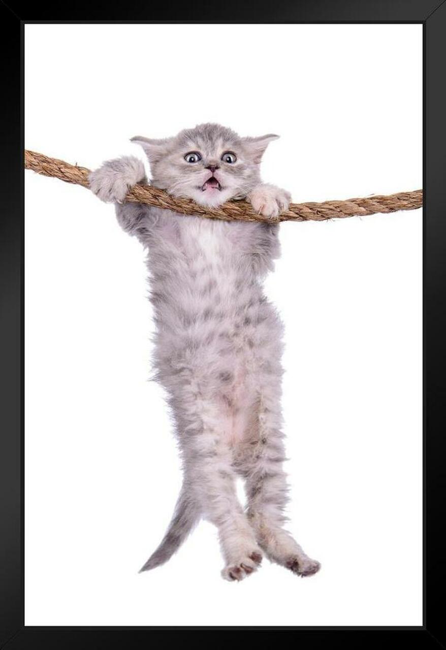 A cat hanging on a rope