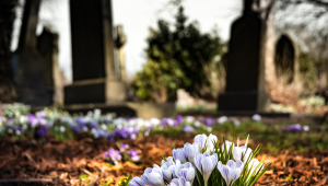 picture of headstones in cemetary