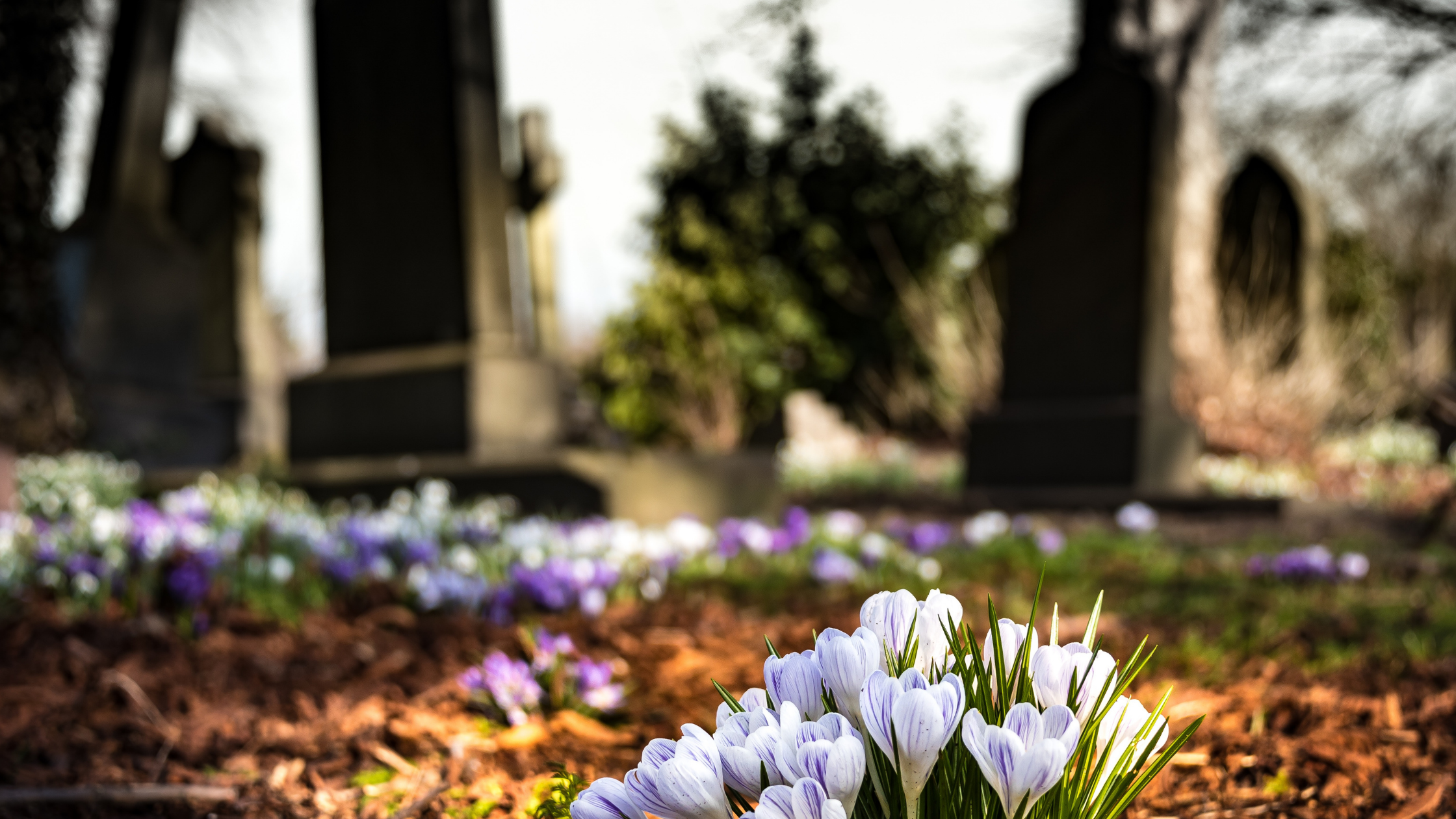 picture of headstones in cemetary