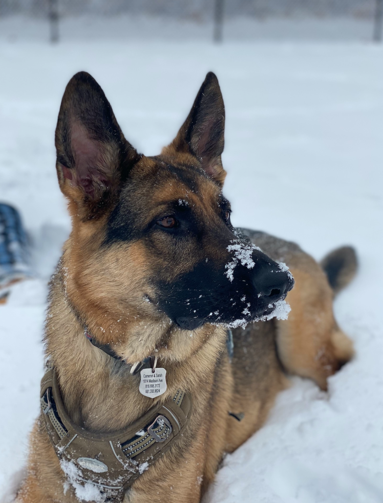 Dog in the snow