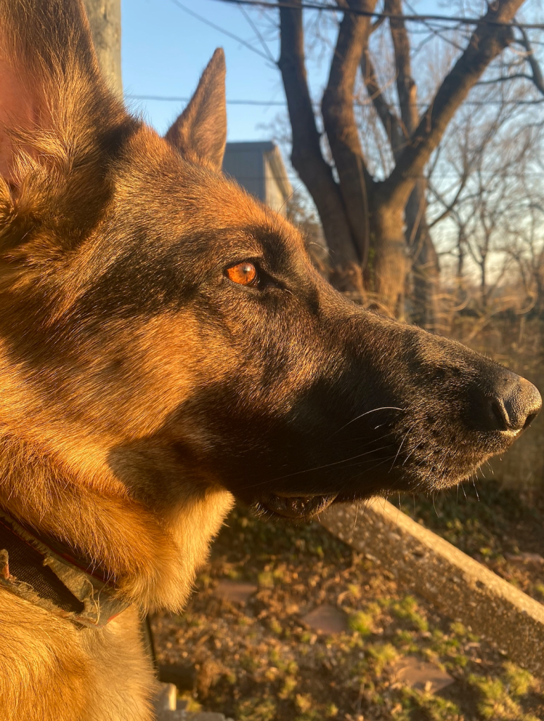 Dog staring into space during golden hour