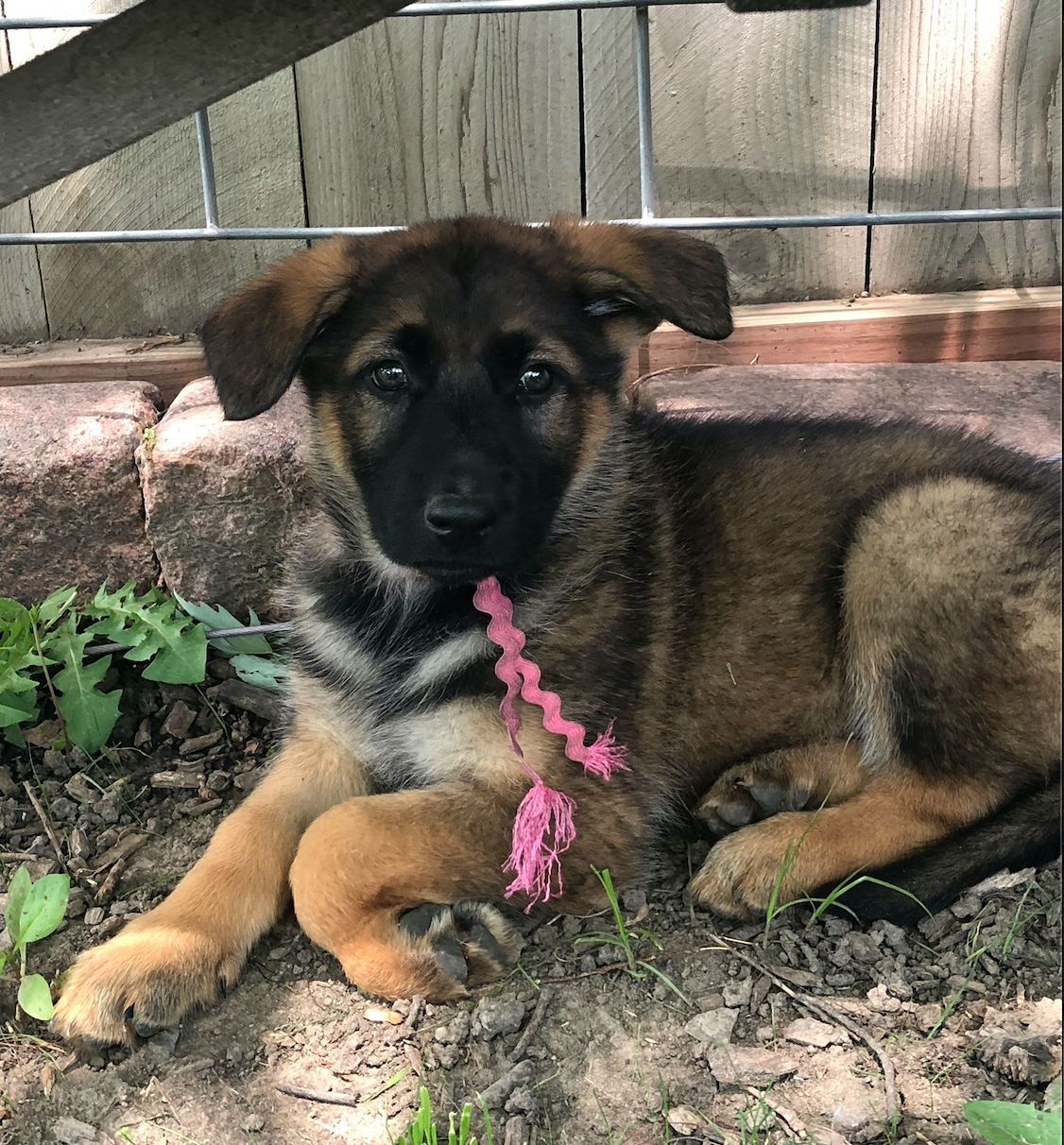 Puppy sitting under a bench