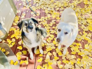 Penny and Beau are my dog team. Courtesy Angelica Wedell