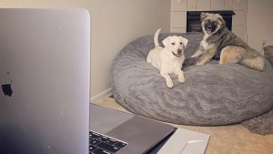 Working with dogs_Courtesy Angelica Wedell