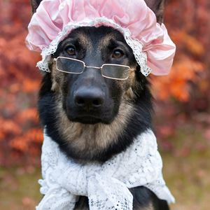 Old Dog, New Tricks