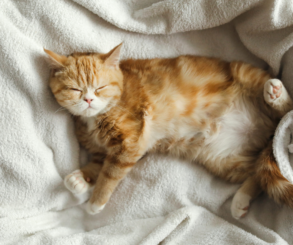 An orange cat laying on it's back sprawled out on a comfy looking white blanket while sleeping.