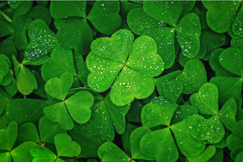 A close-up of a cluster of four-leaf clovers