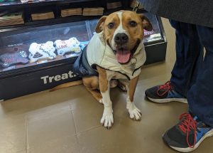 Brown and white pitbull mix sitting in front of a bakery case panting/smiling, wearing a black and white puffer coat. Person is standing next to him.