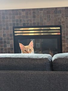 Orange cat peeking over the back of a couch, with a fireplace behind it.